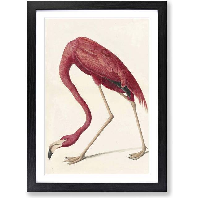 Flamingo by John James Audubon Framed Graphic Art - Black (62cm H X 45cm W)