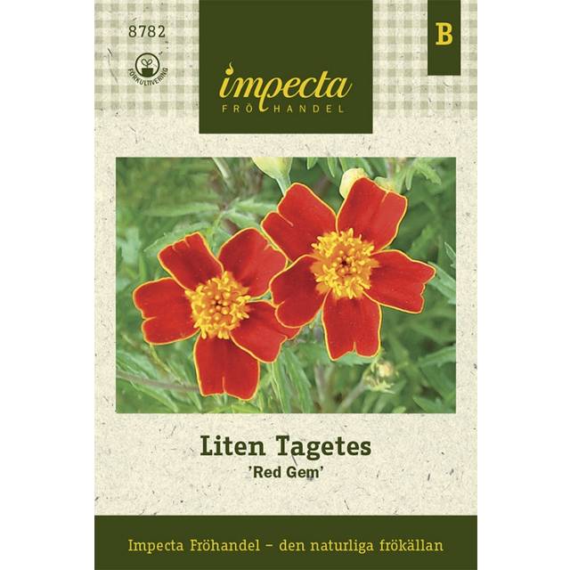 Tagetes, Liten, Red Gem