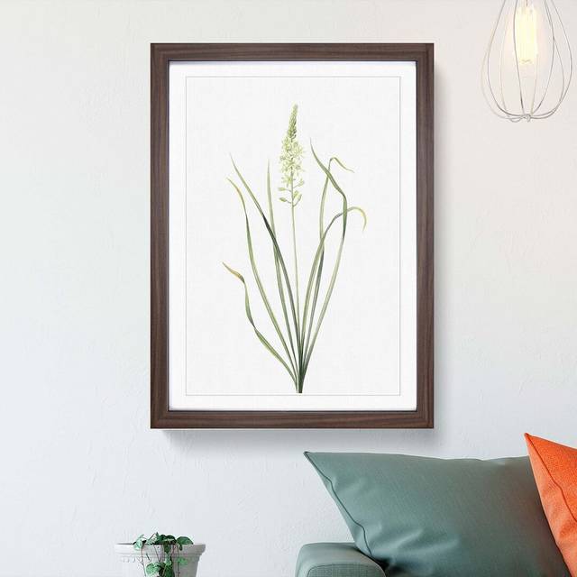 Wild Asparagus Flowers by Pierre-Joseph Redoute - Picture Frame Painting Print - Walnut Framed (36cm H x 27cm W x 2cm D)
