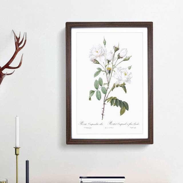 White Roses by Pierre-Joseph Redoute - Picture Frame Art Prints - Walnut Framed (36cm H x 27cm W x 2cm D)