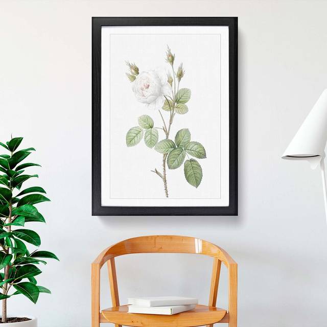 White Moss Rose by Pierre-Joseph Redoute - Picture Frame Art Prints - Black Framed (65cm H x 48cm W x 2cm D)
