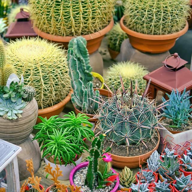 Cacti And Succulents Grow For Sale At The Flower Shop (51cm H x 51cm W x 3.8cm D)