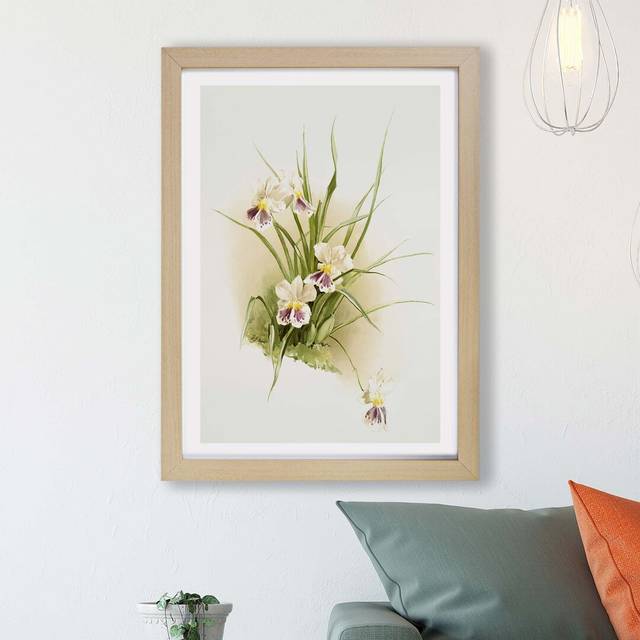 'Magnolia Flowers Illustration Tab. 79' By Frederick Sander - Picture Frame Painting Print on Paper - Oak (45cm H x 63cm W x 2cm D)