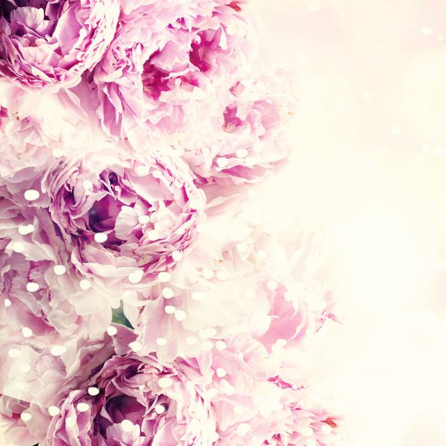 Fresh Peony. - Wrapped Canvas Photograph (30cm H x 30cm W)