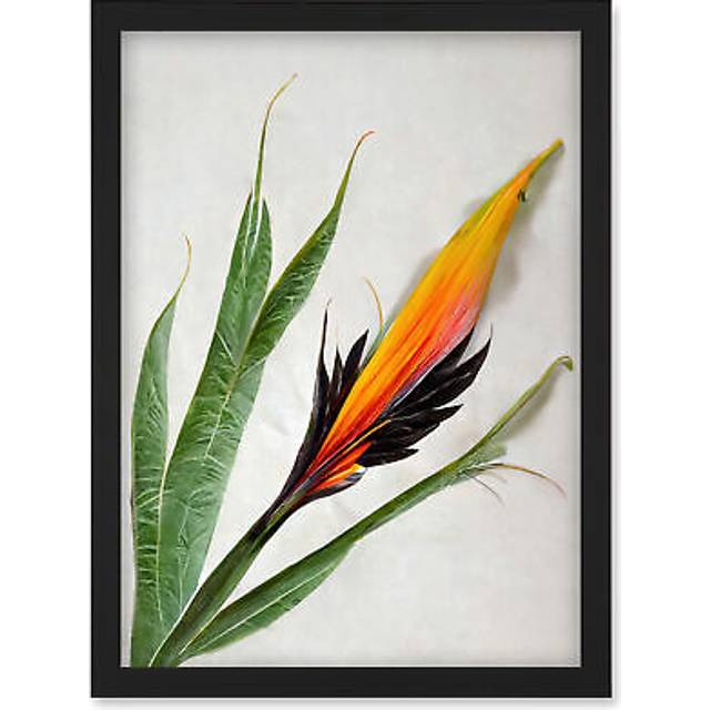 Bird of Paradise Tropical Plant Flower and Leaves Illustration on White Artwork Framed Wall Art Print A4 - Black - One Size