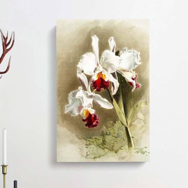 Magnolia Flowers Illustration Tab. 28 by Frederick Sander - Wrapped Canvas Graphic Art Print (76cm H x 50cm W x 3cm D)
