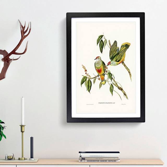 Swainson&#39;s Fruit Pigeons by Elizabeth Gould - Picture Frame Art Prints - Black Framed (36cm H x 27cm W x 2cm D)