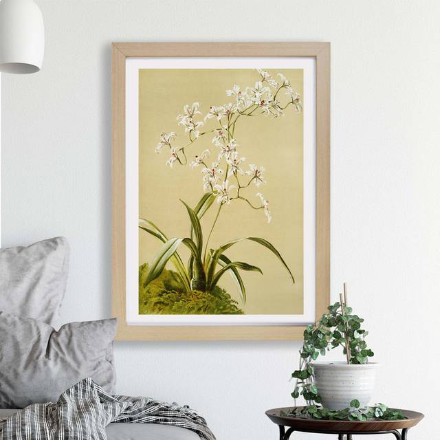 'Magnolia Flowers Illustration Tab. 41' By Frederick Sander - Picture Frame Painting Print on Paper - Oak (45cm H x 63cm W x 2cm D)