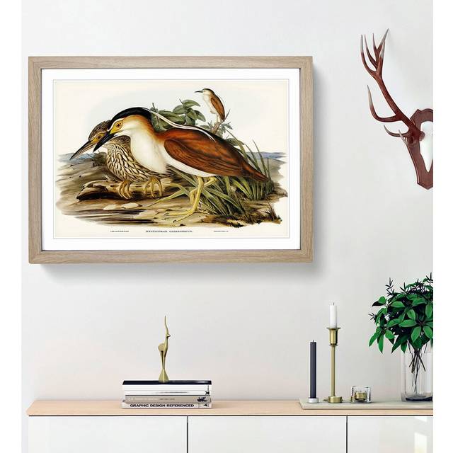 Nankeen Night Heron by Elizabeth Gould - Picture Frame Painting Print - Oak Framed (27cm H x 36cm W x 2cm D)