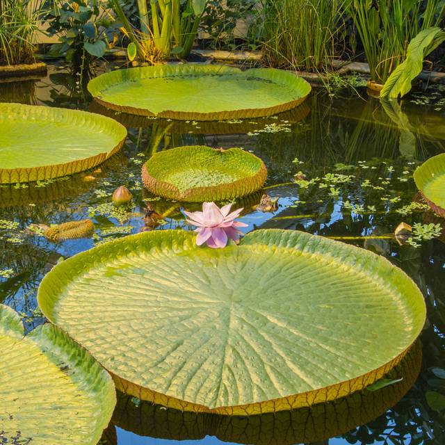 Abigailrose Giant Water Lilly by Hilda Weges - Wrapped Canvas Art Prints (30cm H x 30cm W x 3.8cm D)