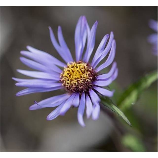Siberian Aster Along The Marsh Fork of The Canning River in The Arctic National Wildlife Refuge Summer Alaska Poster Print by Cathy Hart, 16 x 15