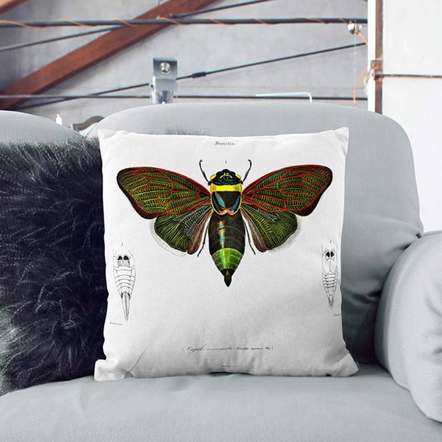 Giant Cicada Illustration by Charles D&#39; Orbigny Cushion with Filling (55cm H x 55cm W x 20cm D)