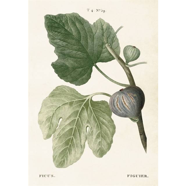 Poster Fikon