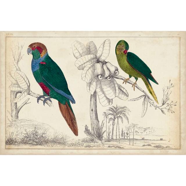Parrot Pair I - Wrapped Canvas Painting (51cm H x 76cm W)