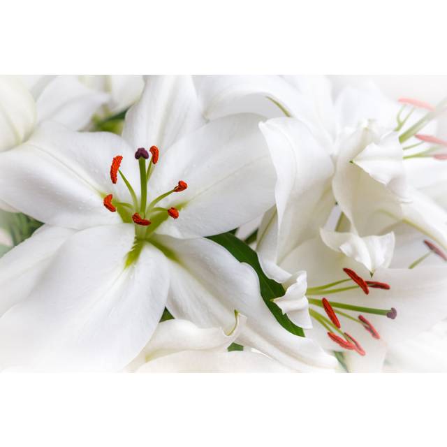 White Lilies by John Kelly - Wrapped Canvas Photograph (51cm H x 76cm W)