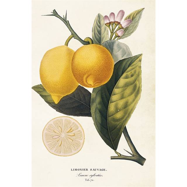 Poster Citron