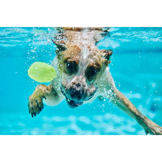 Rimersburg Dog Chases Ball by Jess Squires - Wrapped Canvas Photograph (30 cm H x 46 cm W x 3.8 cm D)