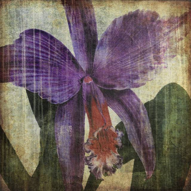 Pacific Orchid II - Wrapped Canvas Art Prints (122cm H x 122cm W x 3.8cm D)