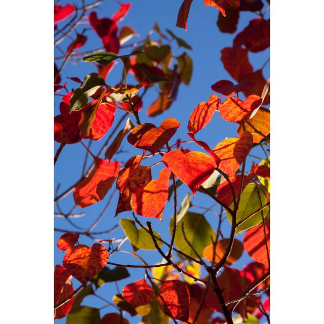 Yakira Chinese Tallowwood Tree - Wrapped Canvas Photograph (122cm H x 81cm W x 3.8cm D)