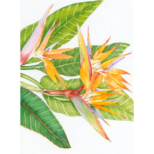 Exotic Flowers II (20cm H x 30cm W x 3.8cm D)