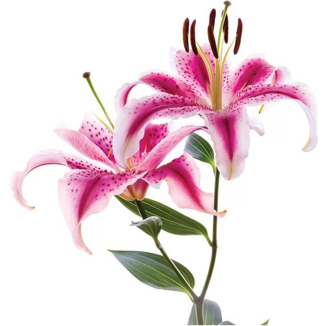 Close-up of Stargazer Lily Against White Background - Wrapped Canvas Photograph (45.72 cm H x 45.72 cm W x 3.175 cm D)