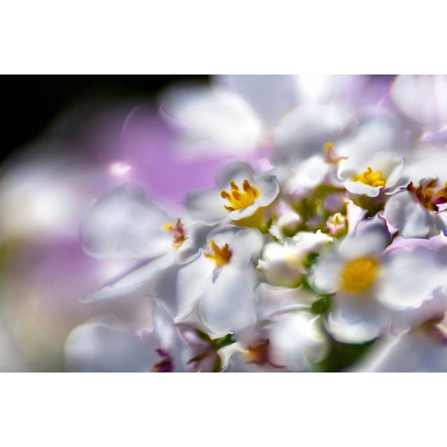 Jewels of the Enchanted Forest II by Gillian Hunt - Wrapped Canvas Photograph (51cm H x 76cm W x 3.8cm D)