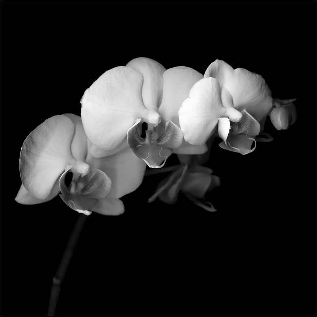 Easter Orchid V, B&W by Magda Indigo - Wrapped Canvas Graphic Art (30.48cm H x 30.48cm W x 1.905cm D)