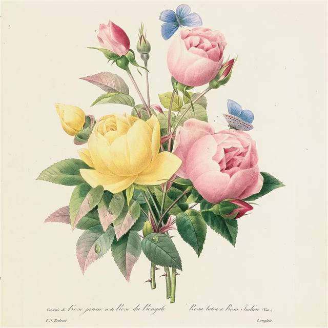 Variety of Yellow Roses and Bengal Roses, 1827-33 by Pierre-Joseph Redouté - Wrapped Canvas Graphic Art (30.48 cm H x 30.48 cm W)