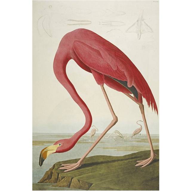 'American Flamingo' by John James Audubon Graphic Art Print on Wrapped Canvas (20.32 cm H x 30.48 cm W)