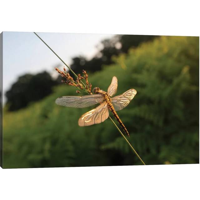 Dragonfly Dawn by Max Ellis - Wrapped Canvas Photograph (20.32cm H x 30.48cm W x 1.91cm D)