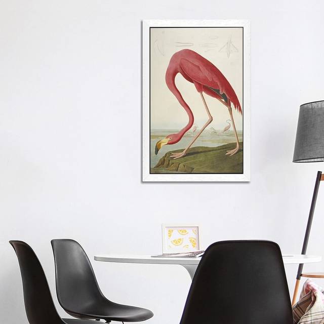 'American Flamingo' by John Audubon - Floater Frame Painting Print on Canvas - White Framed (101.6 cm H x 66.04 cm W)