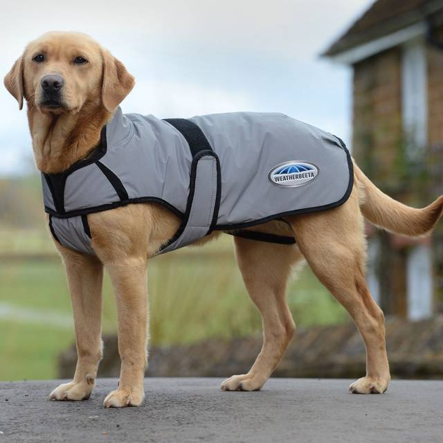 Reflective dog coat Weatherbeeta Comfitec moyen - Argenté