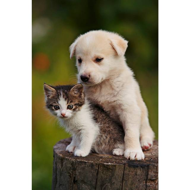 Cute Puppy And Kitten On The Grass Outdoor; (46cm H x 30cm W x 3.8cm D)