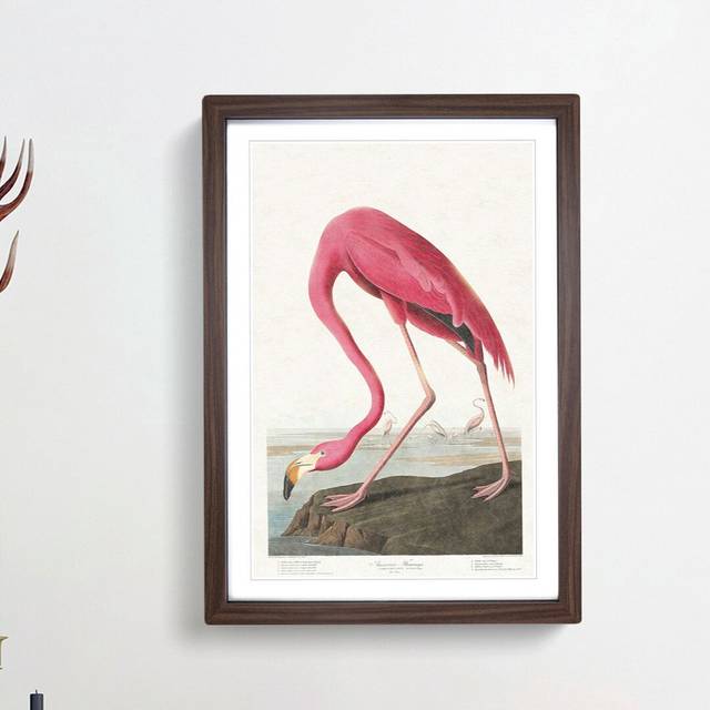 Pink Flamingo by John Audubon - Picture Frame Painting Print - Walnut Framed (48cm H x 36cm W x 2cm D)