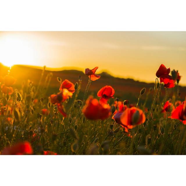 Poppy Field by Traceya Photos - Wrapped Canvas Photograph (61cm H x 91cm W)