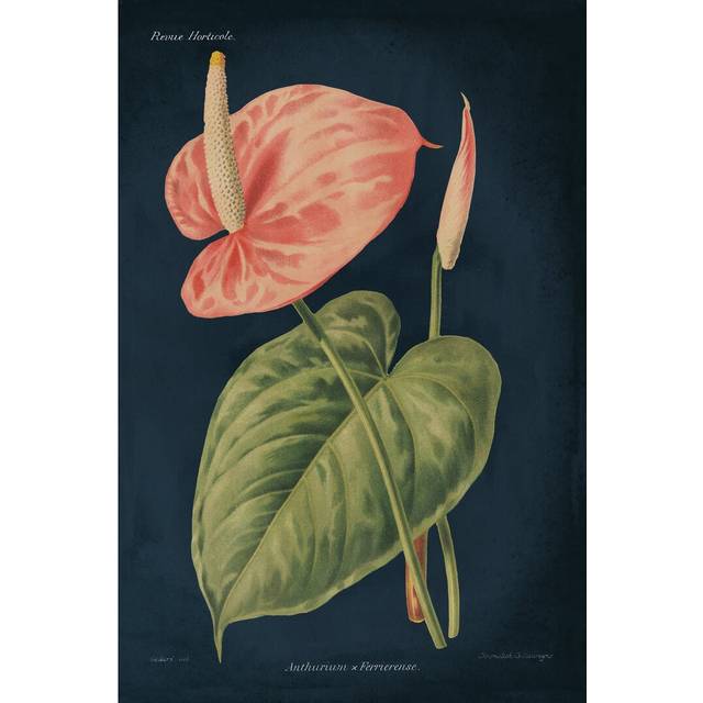 Anthurium Ferrierense Dark Blue by Wild Apple Portfolio - Wrapped Canvas Painting (76cm H x 51cm W)