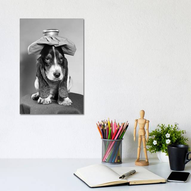 Bassett Hound Dog with Ice Pack on Head - Wrapped Canvas Photograph (30.48cm H x 20.32cm W x 1.91cm D)