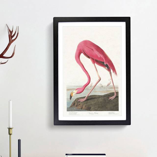 Pink Flamingo by John Audubon - Picture Frame Painting Print - Black Framed (36cm H x 27cm W x 2cm D)
