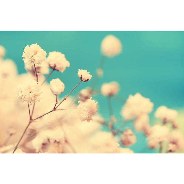 Vintage Cute Small White Flowers Close Up (20cm H x 30cm W)