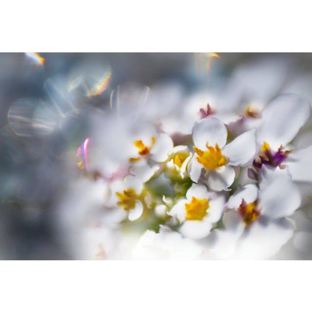 Jewels of the Enchanted Forest IV by Gillian Hunt - Wrapped Canvas Painting (81cm H x 122cm W x 3.8cm D)