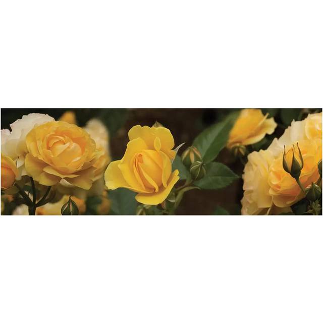 Close-up of Yellow Rose Flowers by Panoramic Images - Wrapped Canvas Panoramic Photograph (152.4 cm H x 50.8 cm W x 1.91 cm D)