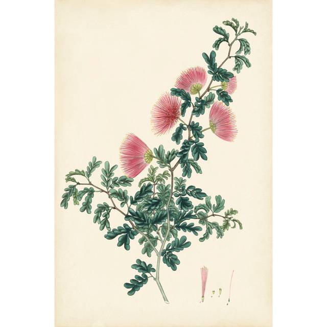 Splendors of Botany X - Wrapped Canvas Art Prints (91cm H x 61cm W x 3.8cm D)