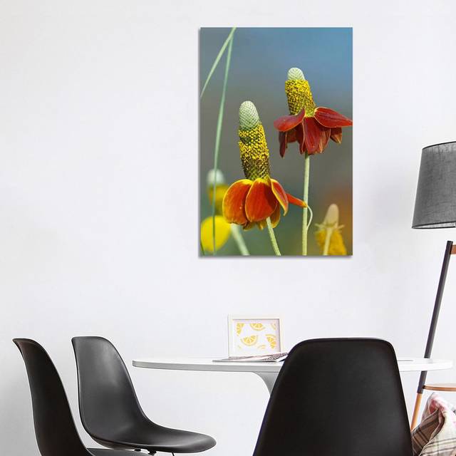 Mexican Hat Flowers in Bloom, North America by Tim Fitzharris - Wrapped Canvas Photograph (101.6cm H x 66.04cm W x 1.91cm D)
