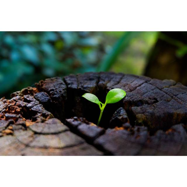 Plant Growing Through Of Trunk Of Tree Stump (20cm H x 30cm W x 3.8cm D)