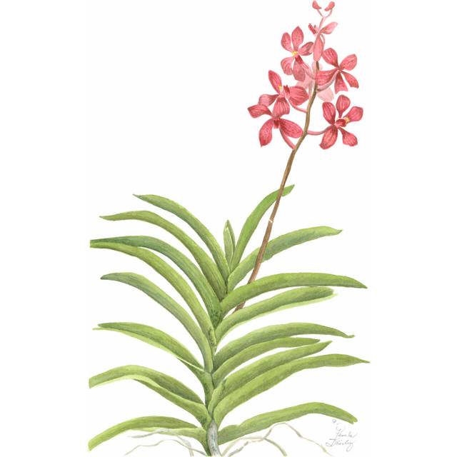 Orchid Study I by Pamela Shirley - Wrapped Canvas Art Prints (46cm H x 30cm W x 0.38cm D)