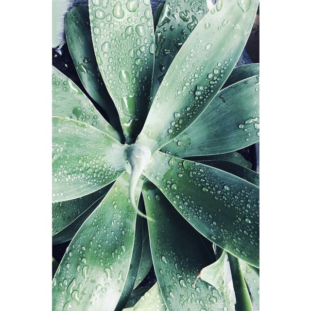 Green Tropical Succulent III by Irena Orlov - Wrapped Canvas Photograph (46cm H x 30cm W)