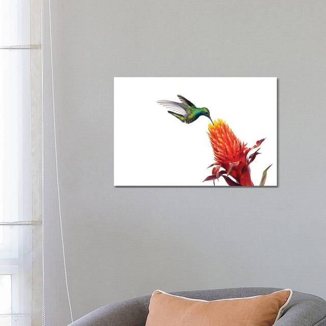 Black-Throated Mango Hummingbird Feeding on Flower Nectar, Argentina by Agustin Esmoris - Wrapped Canvas Graphic Art (45.72cm H x 66.04cm W x 1.91cm D)