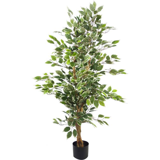 Bushy Floor Ficus Tree in Pot (130cm H X 20cm W X 20cm D)