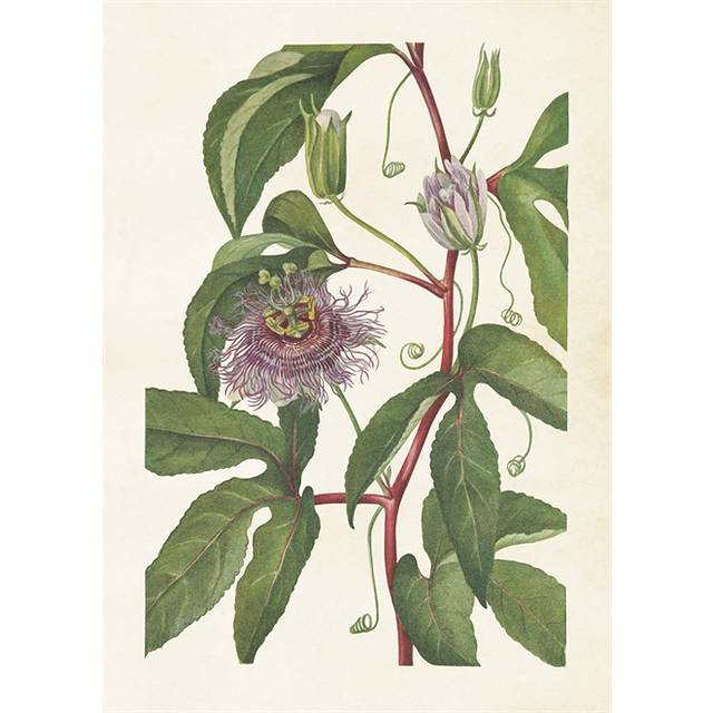 Poster Passionsblomma