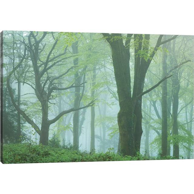 Enchanted Forest II by Adam Burton - Wrapped Canvas Graphic Art (30.48 cm H x 45.72 cm W)